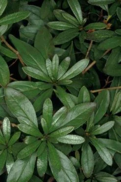 Congo Purple Azalea - 3 Gallon Pot -Flowers World Shop rhododendron congo robin hill hybrid azalea 4