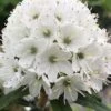 Milky Way Rhododendron - 2 Gallon Pot -Flowers World Shop rhododendron diversipilosum milky way 1