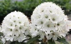 Milky Way Rhododendron - 1 Gallon Pot -Flowers World Shop rhododendron diversipilosum milky way 2 1