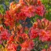 Father Ryan Oconee Native Azalea - 3 Gallon Pot -Flowers World Shop rhododendron flammeum father ryan 6