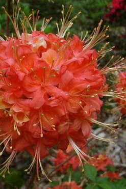 Jake's Red Oconee Native Azalea (Rhododendron Flammeum) - 3 Gallon Pot
