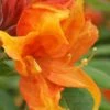 Golden Eagle Azalea (Rhododendron) - 3 Gallon Pot 2 Golden Eagle Azalea (Rhododendron) - 3 Gallon Pot -Flowers World Shop rhododendron golden eagle azalea 2