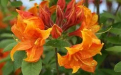Golden Eagle Azalea (Rhododendron) - 3 Gallon Pot -Flowers World Shop rhododendron golden eagle azalea 5