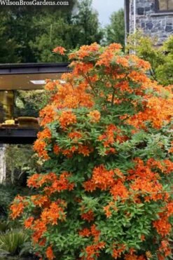 Golden Eagle Azalea (Rhododendron) - 3 Gallon Pot -Flowers World Shop rhododendron golden eagle azalea 7