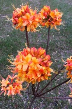 Jackpot Native Azalea (Rhododendron) - 3 Gallon Pot -Flowers World Shop rhododendron jackpot native azalea 3