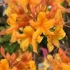 Kate Native Azalea (Rhododendron Hybrid) - 3 Gallon Pot -Flowers World Shop rhododendron kate native azalea 1