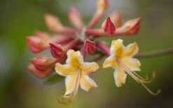 Millie Mac Native Azalea (Rhododendron) - 3 Gallon Pot -Flowers World Shop rhododendron millie mac native azalea 10