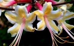 Millie Mac Native Azalea (Rhododendron) - 3 Gallon Pot -Flowers World Shop rhododendron millie mac native azalea 15