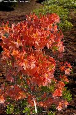 Pat Ryan Aromi Azalea (Rhododendron Hybrid) - 3 Gallon Pot -Flowers World Shop rhododendron pat ryan native azalea 104