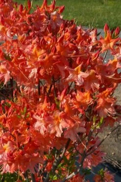 Pat Ryan Aromi Azalea (Rhododendron Hybrid) - 1 Gallon Pot -Flowers World Shop rhododendron pat ryan native azalea 106 1