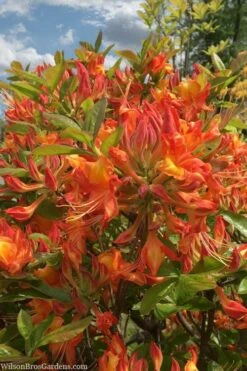 Smitty's Orange Crush Native Azalea (Rhododendron X) - 3 Gallon Pot -Flowers World Shop rhododendron smittys orange crush native azalea 1