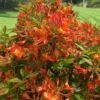 Smitty's Orange Crush Native Azalea (Rhododendron X) - 3 Gallon Pot -Flowers World Shop rhododendron smittys orange crush native azalea 3