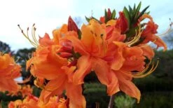 Smitty's Orange Crush Native Azalea (Rhododendron X) - 3 Gallon Pot -Flowers World Shop rhododendron smittys orange crush native azalea 4