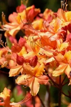 Tallulah Sunrise Native Azalea (Rhododendron) - 1 Gallon Pot -Flowers World Shop rhododendron tallulah sunrise native azalea 101