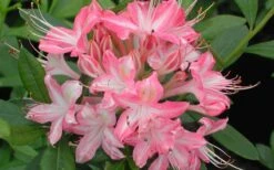 Ribbon Candy Swamp Azalea (Rhododendron Viscosum) - 3 Gallon Pot -Flowers World Shop rhododendron viscosum ribbon candy swamp azalea 3