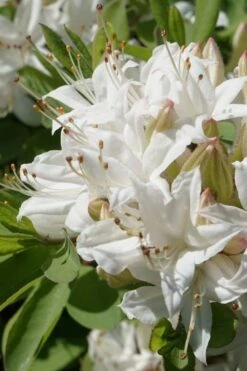 Swamp Azalea (Rhododendron Viscosum) - 3 Gallon Pot 19 Swamp Azalea (Rhododendron Viscosum) - 3 Gallon Pot -Flowers World Shop rhododendron viscosum swamp azalea 1