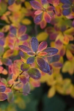 Swamp Azalea (Rhododendron Viscosum) - 3 Gallon Pot 17 Swamp Azalea (Rhododendron Viscosum) - 3 Gallon Pot -Flowers World Shop rhododendron viscosum swamp azalea 2