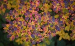 Swamp Azalea (Rhododendron Viscosum) - 3 Gallon Pot 20 Swamp Azalea (Rhododendron Viscosum) - 3 Gallon Pot -Flowers World Shop rhododendron viscosum swamp azalea 3 1