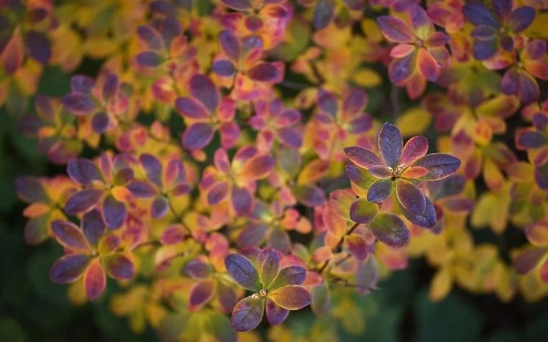 Swamp Azalea (Rhododendron Viscosum) - 3 Gallon Pot 11 Swamp Azalea (Rhododendron Viscosum) - 3 Gallon Pot - Image 9