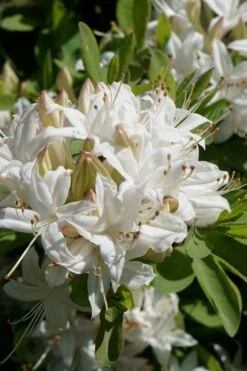 Swamp Azalea (Rhododendron Viscosum) - 3 Gallon Pot 15 Swamp Azalea (Rhododendron Viscosum) - 3 Gallon Pot -Flowers World Shop rhododendron viscosum swamp azalea 5