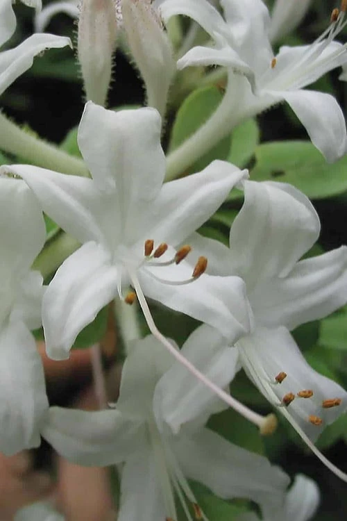 Swamp Azalea (Rhododendron Viscosum) - 3 Gallon Pot 3 Swamp Azalea (Rhododendron Viscosum) - 3 Gallon Pot