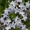 Weston's Innocence Fragrant Swamp Azalea (Rhododendron) - 3 Gallon Pot -Flowers World Shop rhododendron viscosum westons innocence swamp azalea 5