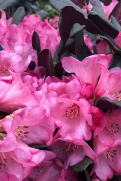 Wine And Roses Rhododendron - 5 Gallon Pot -Flowers World Shop rhododendron wine and roses 11