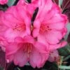 Wine And Roses Rhododendron - 5 Gallon Pot -Flowers World Shop rhododendron wine and roses 12