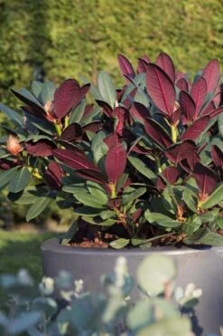 Wine And Roses Rhododendron - 5 Gallon Pot -Flowers World Shop rhododendron wine and roses 15