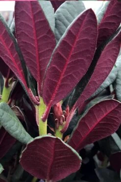 Wine And Roses Rhododendron - 5 Gallon Pot -Flowers World Shop rhododendron wine and roses 2