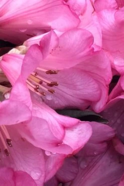 Wine And Roses Rhododendron - 5 Gallon Pot -Flowers World Shop rhododendron wine and roses 9