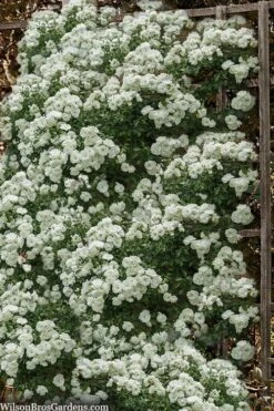 Lady Banks White Rose - 5 Gallon Pot -Flowers World Shop rosa banksiea alba plena white lady banks rose