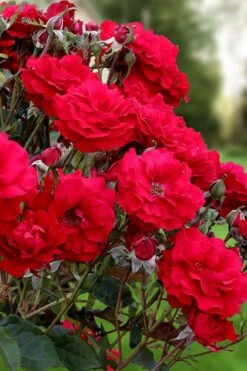 Oh My! Floribunda Tree Rose - 7 Gallon Pot -Flowers World Shop rosa oh my floribunda rose 2