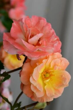 Peach Drift Groundcover Rose - 3 Gallon Pot -Flowers World Shop rose drift peach 21