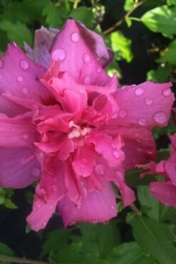 Lucy Rose Of Sharon (Single Trunk Tree) - 7 Gallon Pot (4-5') -Flowers World Shop rose of sharon lucy 5