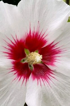 Red Heart Rose Of Sharon - 1 Gallon Pot -Flowers World Shop rose of sharon red heart 12 1