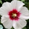 Red Heart Rose Of Sharon - 1 Gallon Pot -Flowers World Shop rose of sharon red heart 13 1