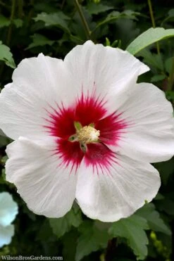 Red Heart Rose Of Sharon (Single Trunk Tree) - 5 Gallon Pot -Flowers World Shop rose of sharon red heart 13