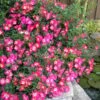 Pink Drift Groundcover Rose - 3 Gallon Pot -Flowers World Shop rose pink drift 10 1