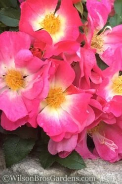 Pink Drift Groundcover Rose - 1 Gallon Pot -Flowers World Shop rose pink drift 11