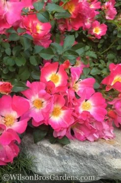 Pink Drift Groundcover Rose - 1 Gallon Pot -Flowers World Shop rose pink drift 12