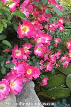 Pink Drift Groundcover Rose - 3 Gallon Pot -Flowers World Shop rose pink drift 13 1