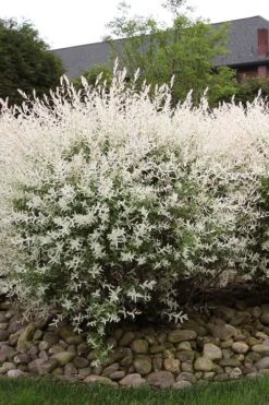 Flamingo Dappled Willow (Shrub Form) - 2 Gallon Pot -Flowers World Shop salix integra flamingo dappled willow bush 2
