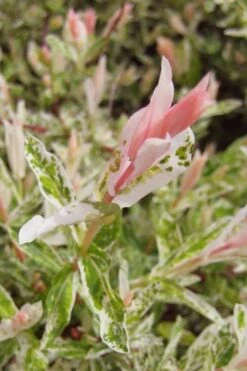 Flamingo Dappled Willow (Shrub Form) - 2 Gallon Pot -Flowers World Shop salix integra flamingo dappled willow bush 3