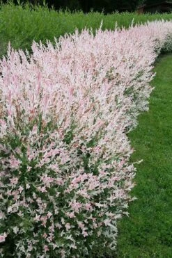 Flamingo Dappled Willow (Shrub Form) - 2 Gallon Pot -Flowers World Shop salix integra flamingo dappled willow bush 4