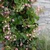 Rose Sensation Pink Climbing Hydrangea Vine - 1 Gallon Pot -Flowers World Shop schizophragma hydrangeoides rose sensation climbing hydrangea 101 1