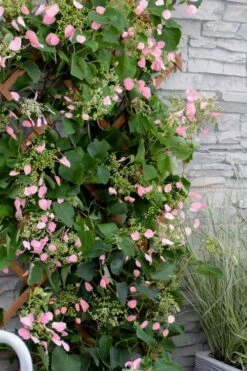 Rose Sensation Pink Climbing Hydrangea Vine - 3 Gallon Pot