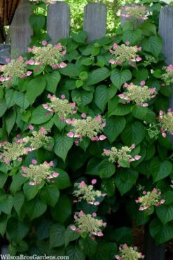 Rose Sensation Pink Climbing Hydrangea Vine - 1 Gallon Pot -Flowers World Shop schizophragma hydrangeoides rose sensation climbing hydrangea 104 1