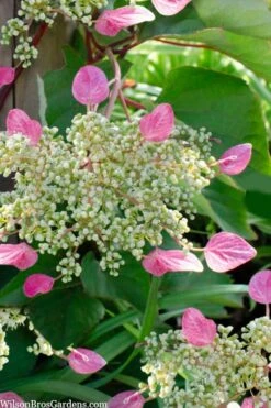 Rose Sensation Pink Climbing Hydrangea Vine - 3 Gallon Pot -Flowers World Shop schizophragma hydrangeoides rose sensation climbing hydrangea 105