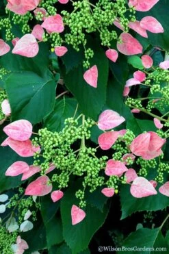 Rose Sensation Pink Climbing Hydrangea Vine - 1 Gallon Pot -Flowers World Shop schizophragma hydrangeoides rose sensation climbing hydrangea 106 1